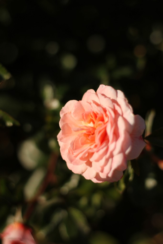 Nature — peach rose macro in golden light